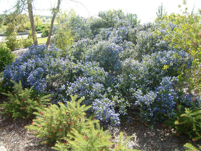 Plant photo of: Olea europaea