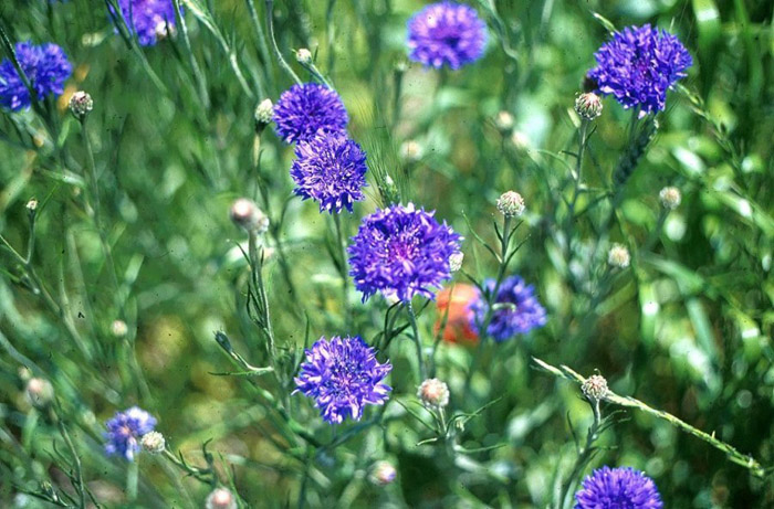 Centaurea cyanus