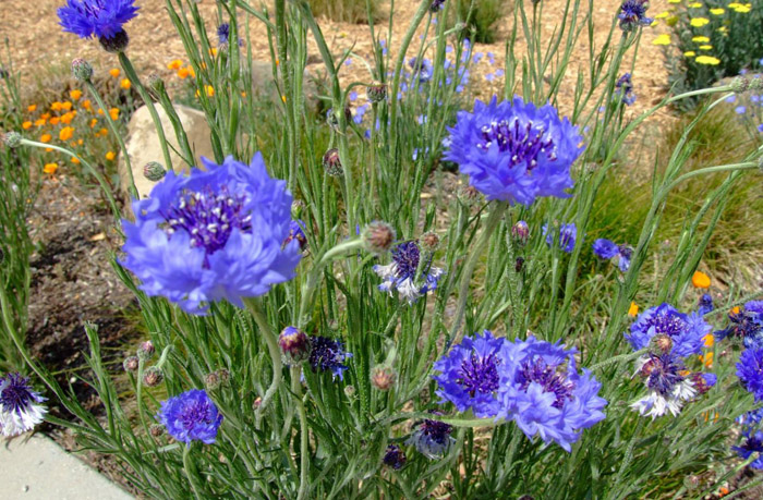 Plant photo of: Centaurea cyanus