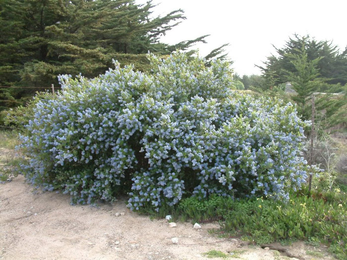 Plant photo of: Olea europaea