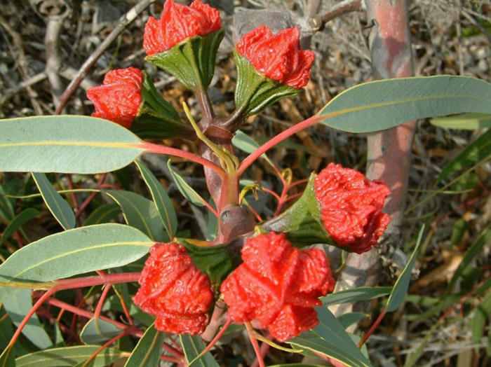 Plant photo of: Olea europaea