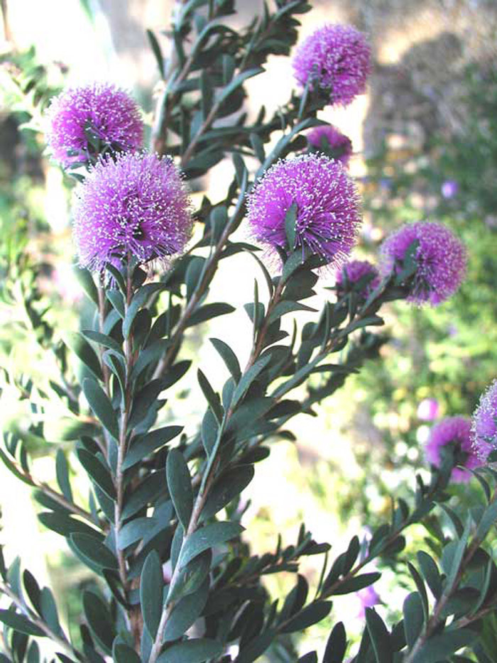 Plant photo of: Melaleuca nesophila