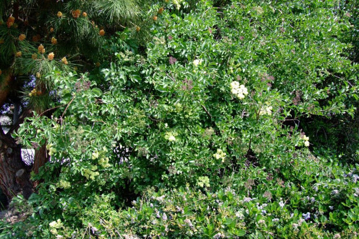 Plant photo of: Sambucus mexicana