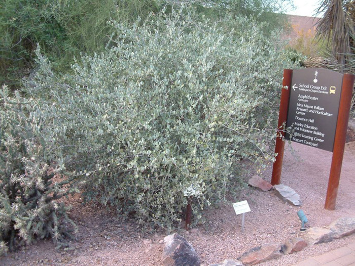 Plant photo of: Olea europaea