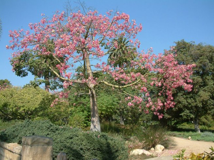 Plant photo of: Olea europaea