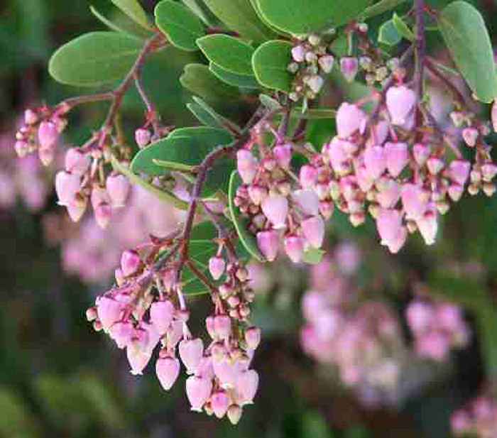 Plant photo of: Olea europaea