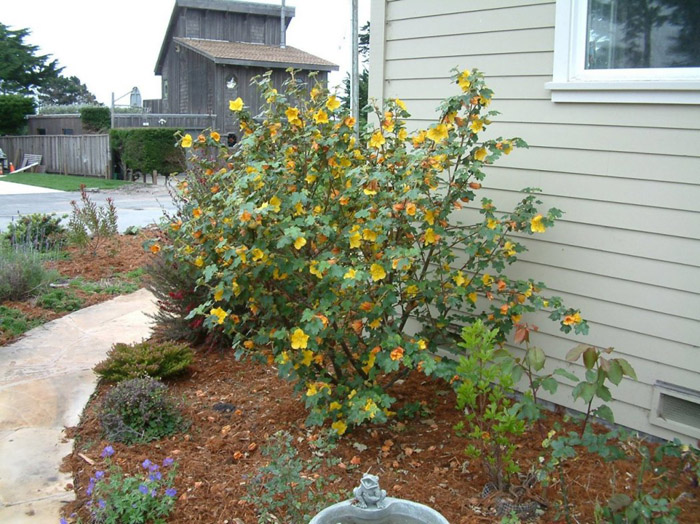 Fremontodendron 'California Glory'