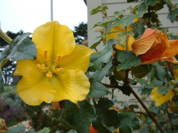 Plant photo of: Fremontodendron 'California Glory'