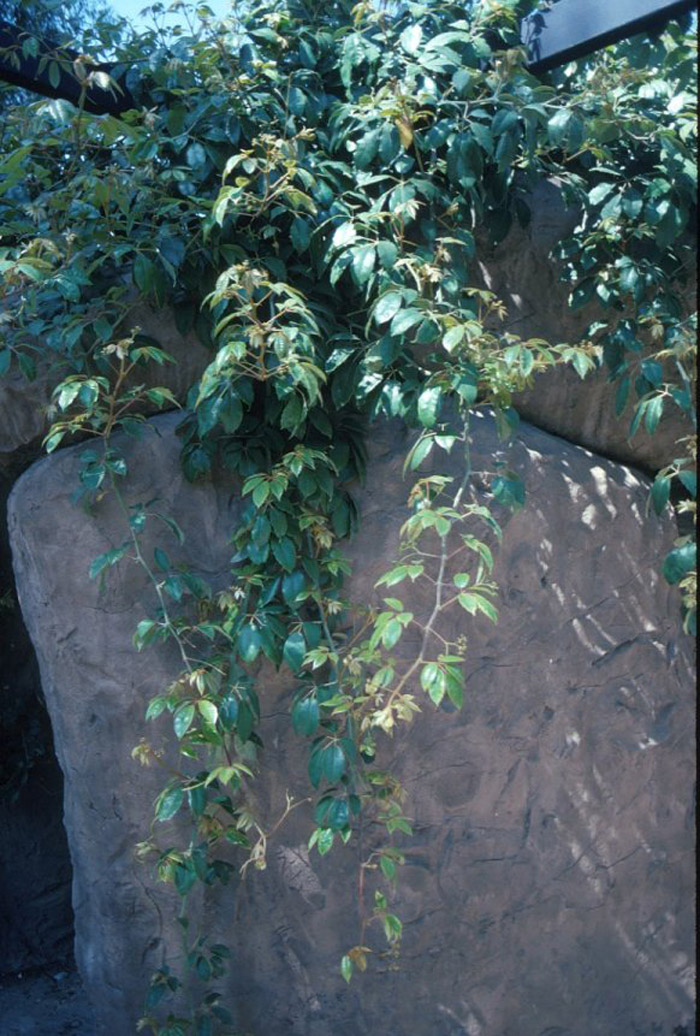 Plant photo of: Olea europaea