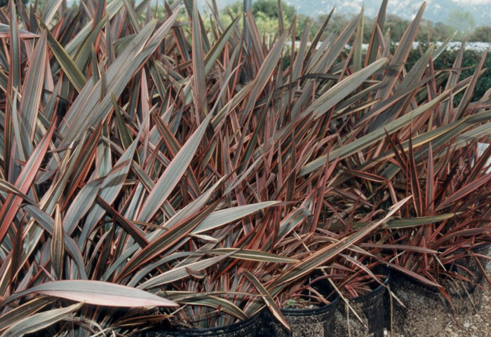 Phormium 'Sundowner'