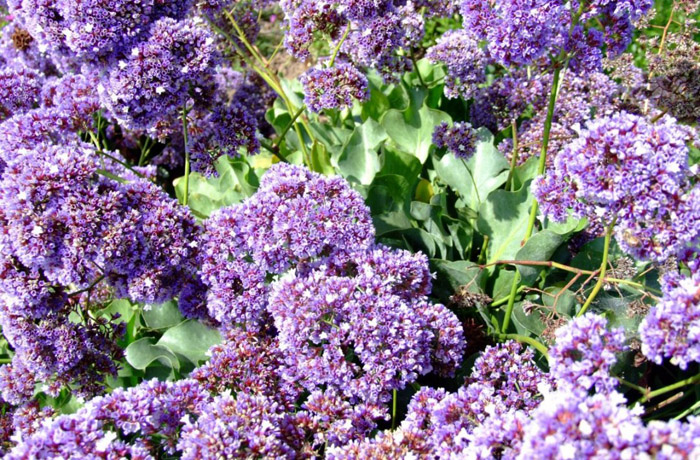 Plant photo of: Limonium perezii