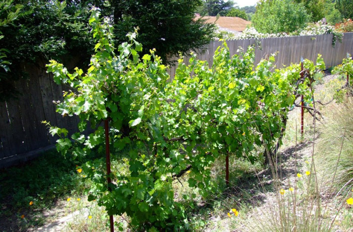 Plant photo of: Vitis californica