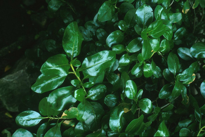 Plant photo of: Olea europaea