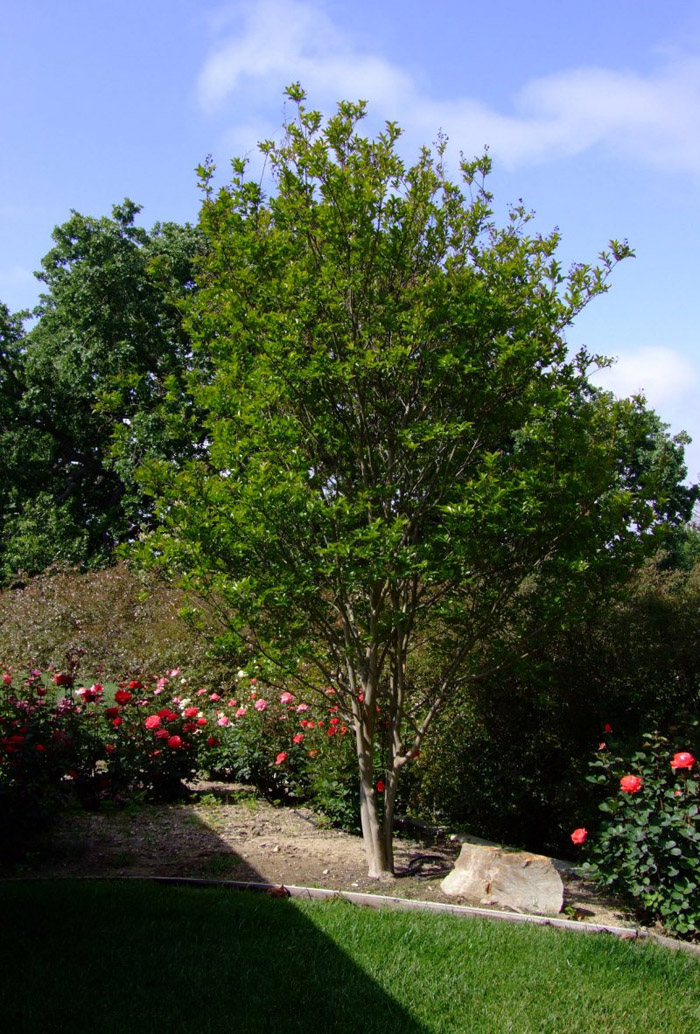 Plant photo of: Cupaniopsis anacardioides