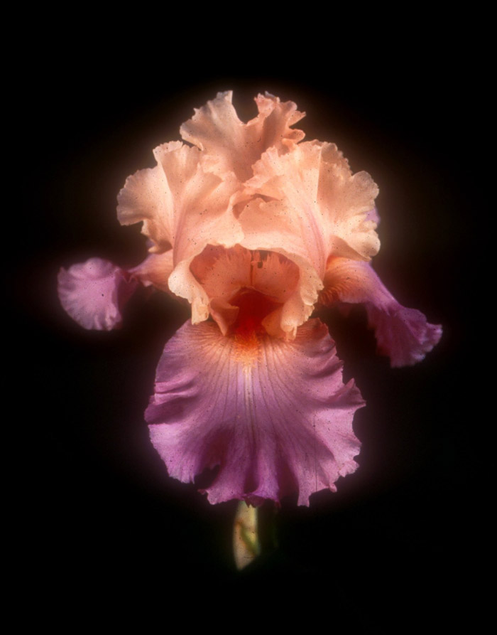 Sweet Musette Bearded Iris