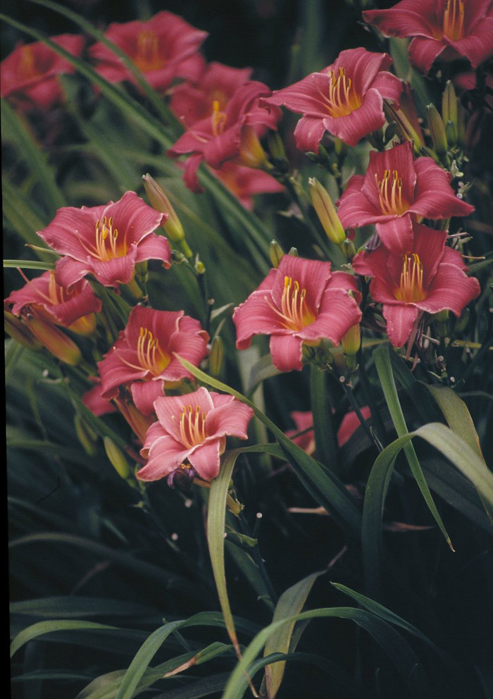 Plant photo of: Hemerocallis 'Little Bobo'