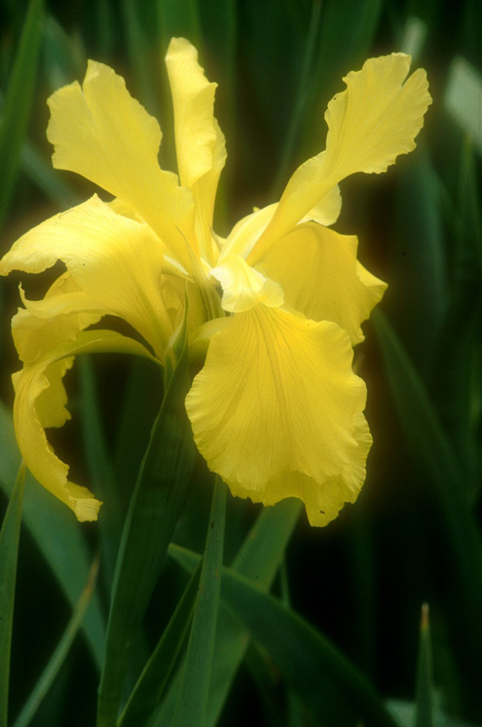 Plant photo of: Iris bearded 'Sun Singer'