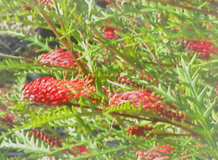 Grevillea 'Ivanhoe'