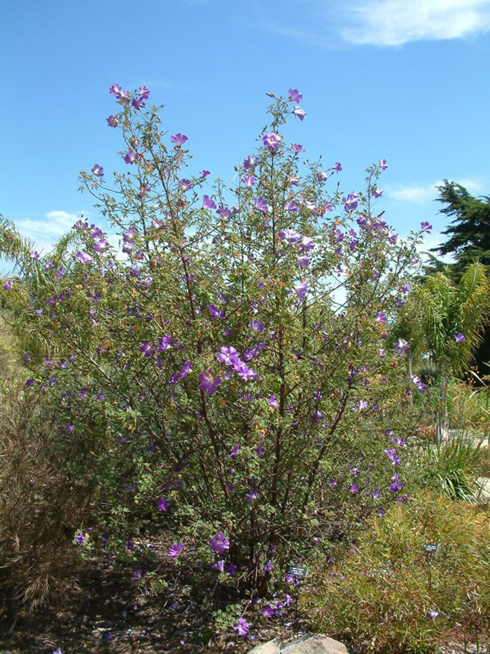 Plant photo of: Olea europaea