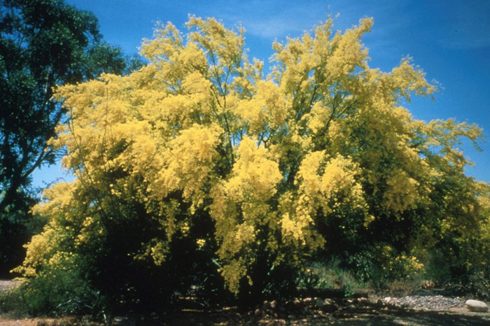 Plant photo of: Olea europaea