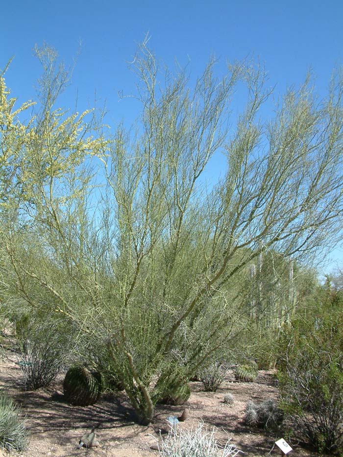 Plant photo of: Cercidium microphyllum