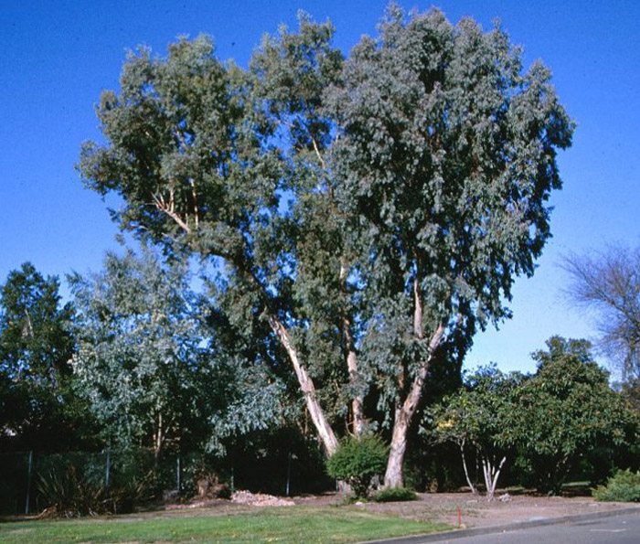 Plant photo of: Olea europaea