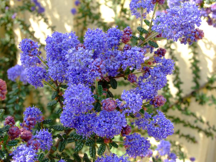 Plant photo of: Ceanothus 'Dark Star'