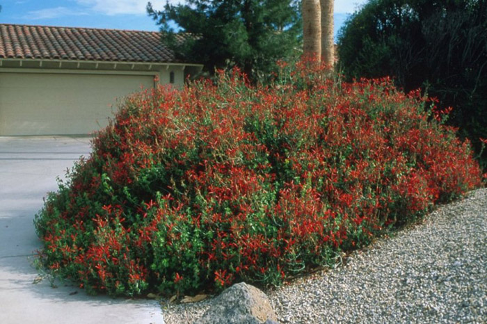 Plant photo of: Olea europaea