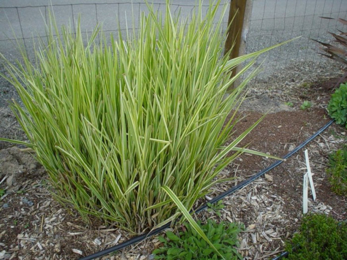 Miscanthus 'Silberfeder'