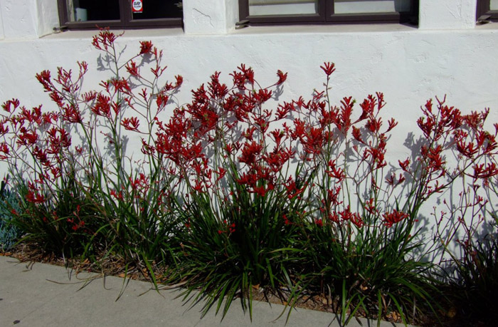 Plant photo of: Anigozanthos 'Red Cross'