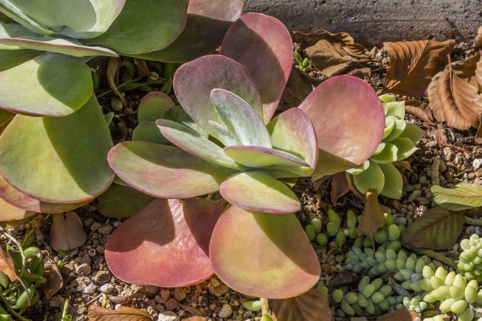 Plant photo of: Kalanchoe sp.