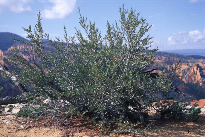 Plant photo of: Olea europaea