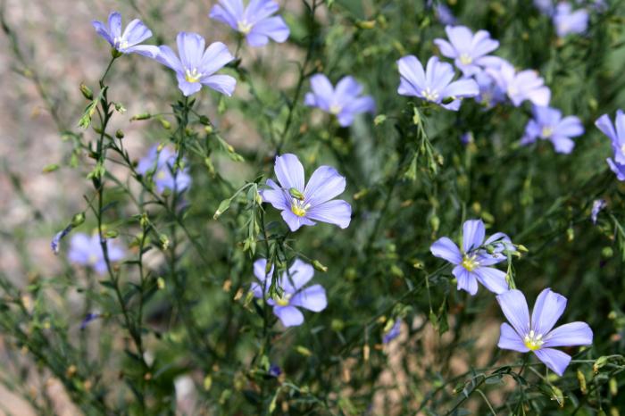 Plant photo of: Linum lewisii