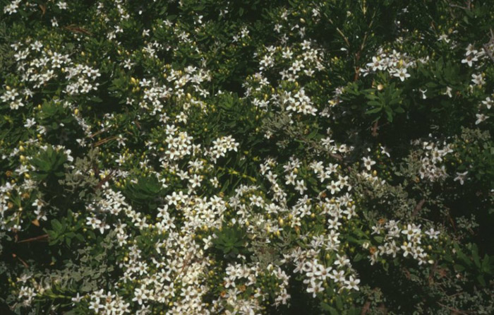 Plant photo of: Olea europaea