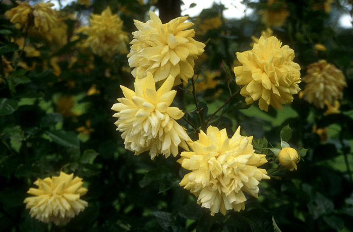 Rosa 'Golden Showers'