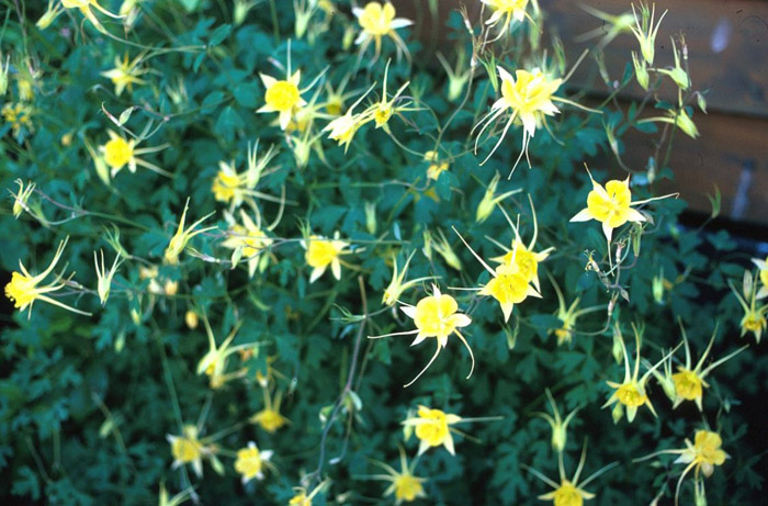 Aquilegia hybrids