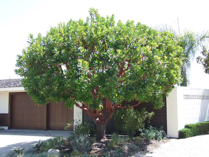 Plant photo of: Olea europaea