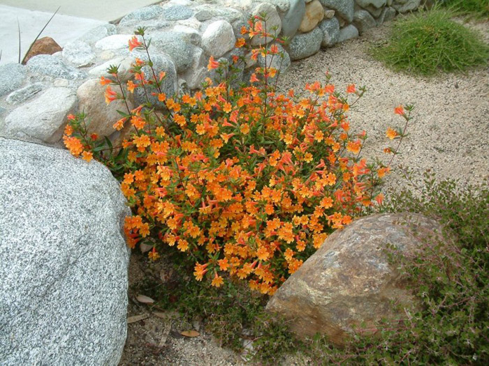 Plant photo of: Mimulus 'Pumpkin'