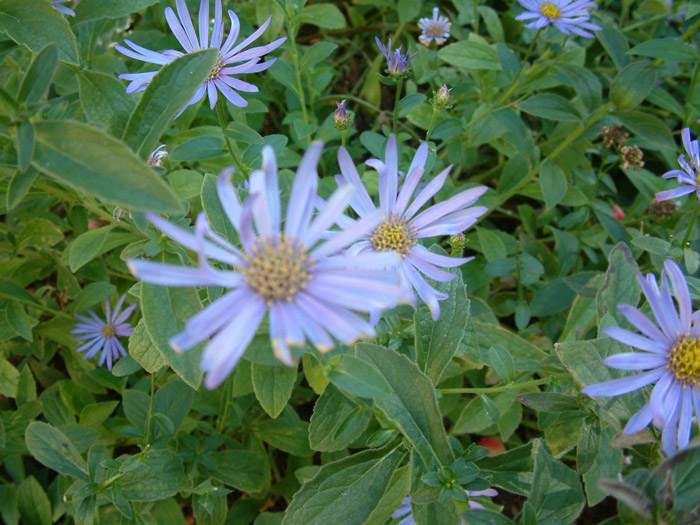 Aster X frikartii