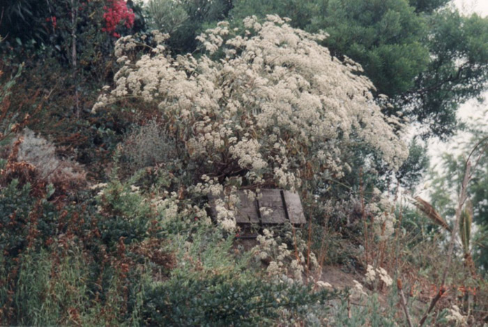 Plant photo of: Olea europaea