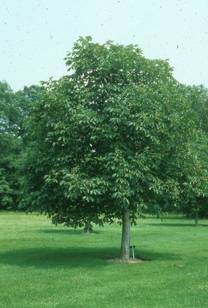 Plant photo of: Olea europaea