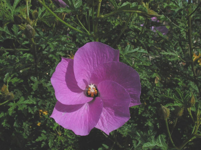 Plant photo of: Alyogyne huegelli 'Purple Delight'