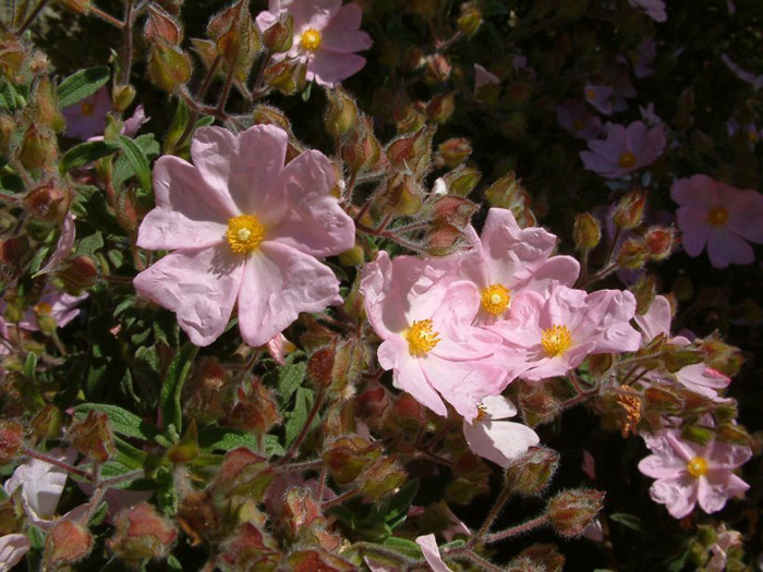 Cistus X skanbergii