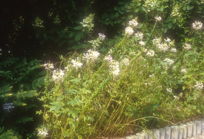 Plant photo of: Olea europaea