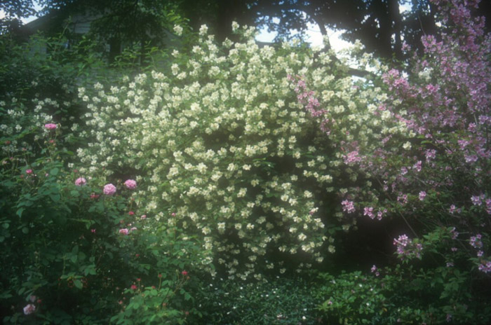 Plant photo of: Olea europaea