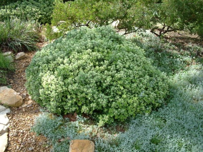 Pittosporum crassifolium 'Compactum'