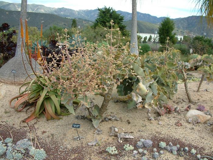 Plant photo of: Kalanchoe beharensis