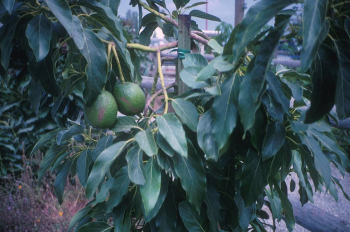 Plant photo of: Olea europaea