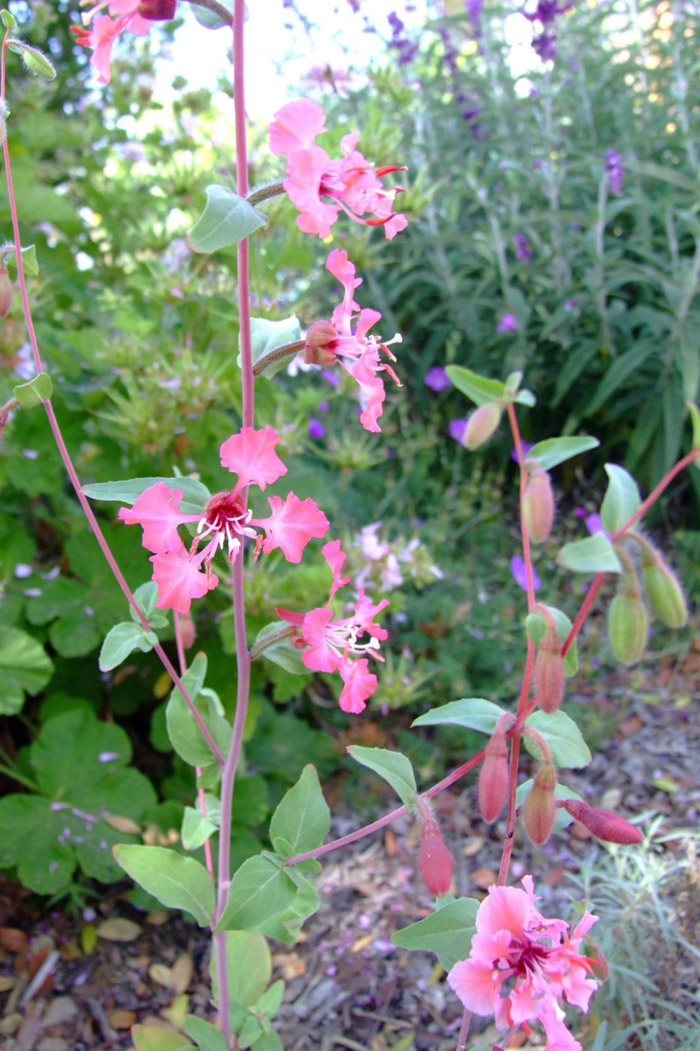 Plant photo of: Clarkia unguiculata