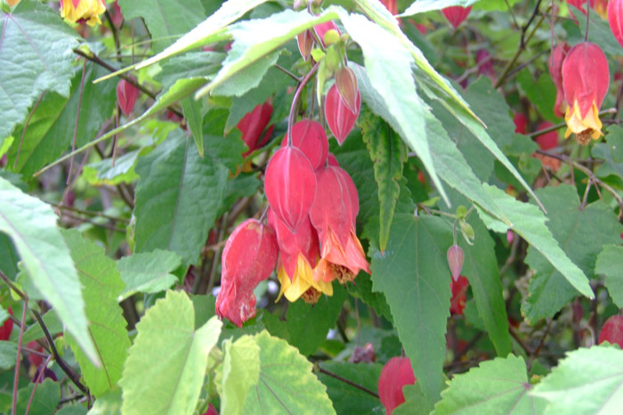 Plant photo of: Abutilon megapotamicum